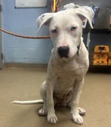 Shelter Stray Female Dog last seen , 30341, GA, 3280 Chamblee Dunwoody Rd, Chamblee, GA 30341, USA