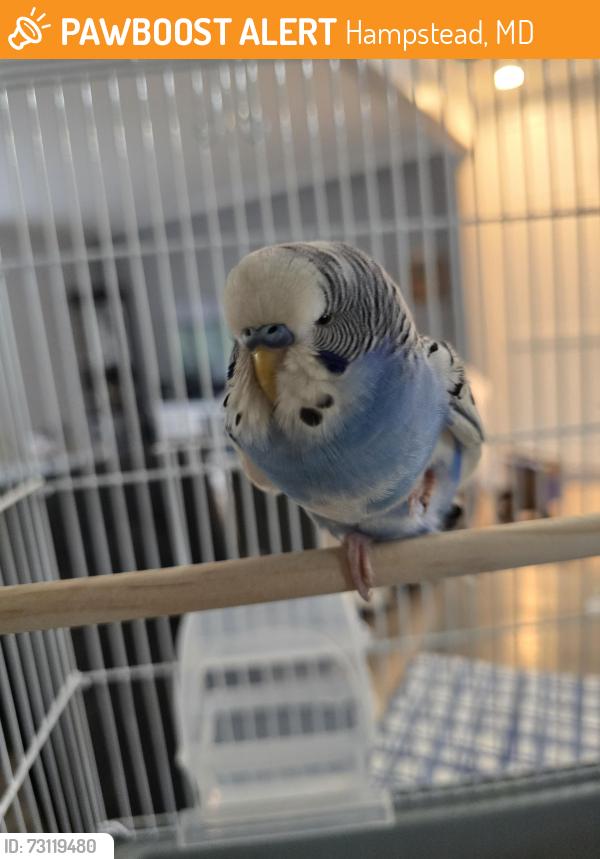 Found/Stray Male Bird last seen Upper Beckleysville and Dave Rill Rd, Hampstead, MD 21074