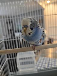 Found/Stray Male Bird last seen Upper Beckleysville and Dave Rill Rd, Hampstead, MD 21074