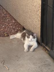 Found/Stray Unknown Cat last seen Speedway and Camino Seco, Tucson, AZ 85710