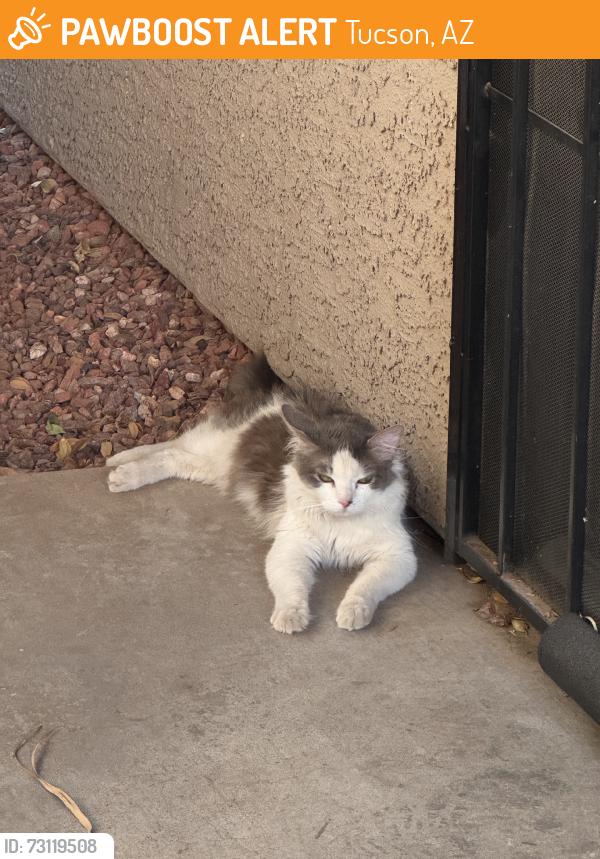 Found/Stray Unknown Cat last seen Speedway and Camino Seco, Tucson, AZ 85710