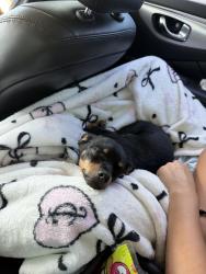 Reunited Female Dog last seen Brookline and McMahon, Albuquerque, NM 87114