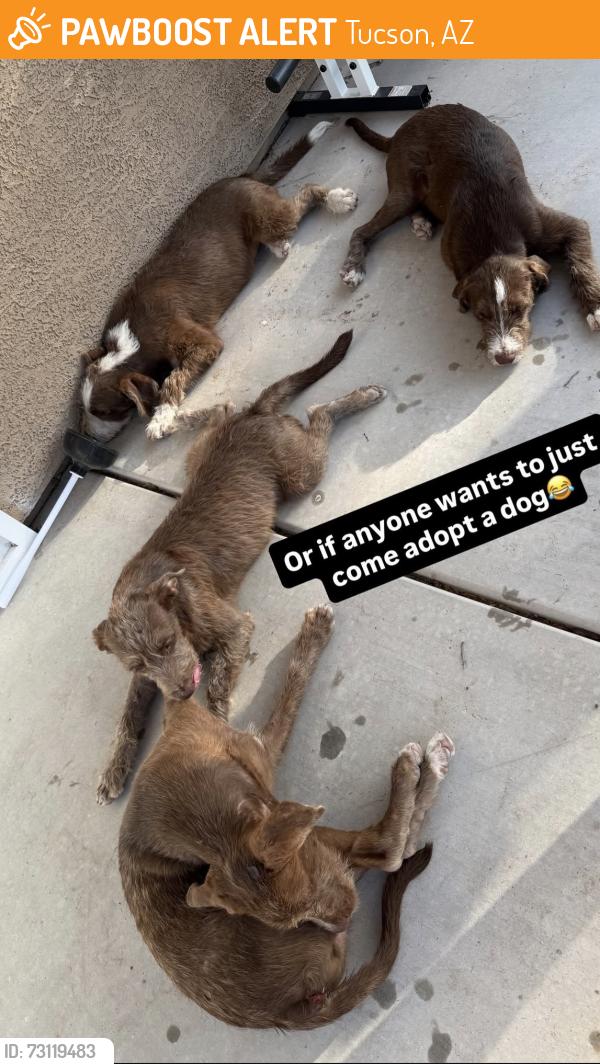 Found/Stray Male Dog last seen Presidio Hills, Tucson, AZ 85746