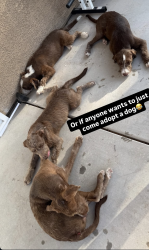Found/Stray Male Dog last seen Presidio Hills, Tucson, AZ 85746