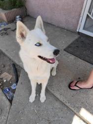 Lost Female Dog last seen Carson street, Carson, CA 90745