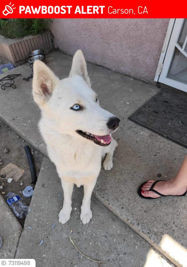 Lost Female Dog last seen Carson street, Carson, CA 90745