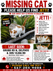 Lost Male Cat last seen Elida Rd, Delphos, OH 45833