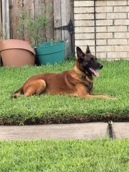 Reunited Unknown Dog last seen Kittybrook & Redgate Circle, Houston, TX 77071