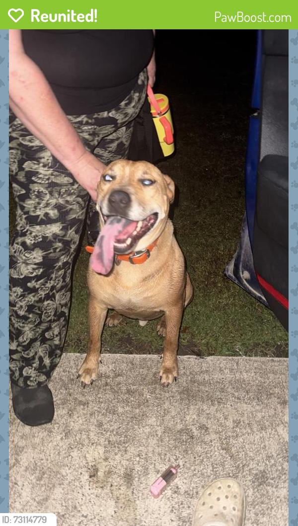 Reunited Male Dog last seen Main Street, Godwin, NC 28344