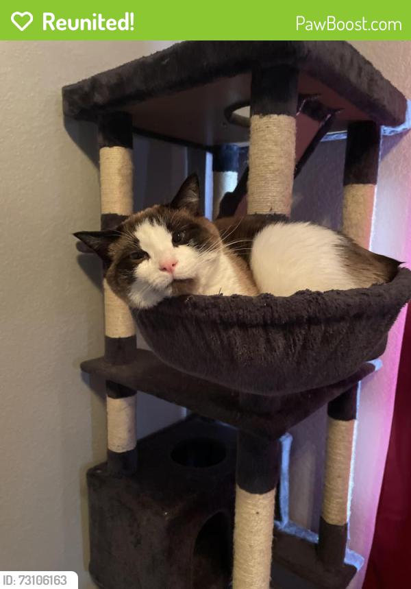 Reunited Male Cat last seen Willamette and N Corona, Colorado Springs, CO 80903