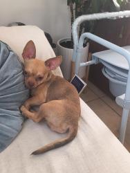 Found/Stray Male Dog last seen Heliotrope and 52nd street, Maywood, CA 90270