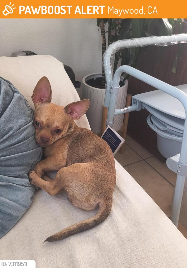 Found/Stray Male Dog last seen Heliotrope and 52nd street, Maywood, CA 90270