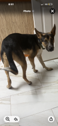 Lost Male Dog last seen Embrey rd , Stafford, VA 22554