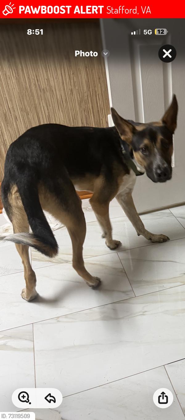 Lost Male Dog last seen Embrey rd , Stafford, VA 22554