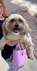 Lost Male Dog last seen Buchanan St and 15th Ave N, Nashville, TN 37208
