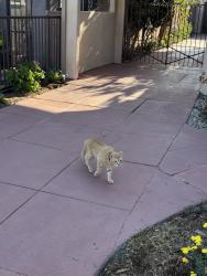 Found/Stray Unknown Cat last seen 28th and Somerset, Los Angeles, CA 90016