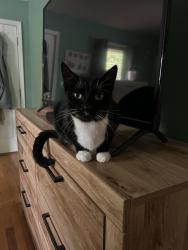 Reunited Male Cat last seen Houston Lake, Houston Lake, MO 64151