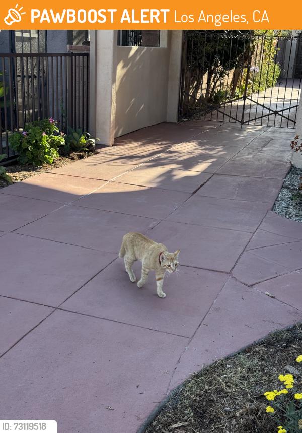 Found/Stray Unknown Cat last seen 28th and Somerset, Los Angeles, CA 90016