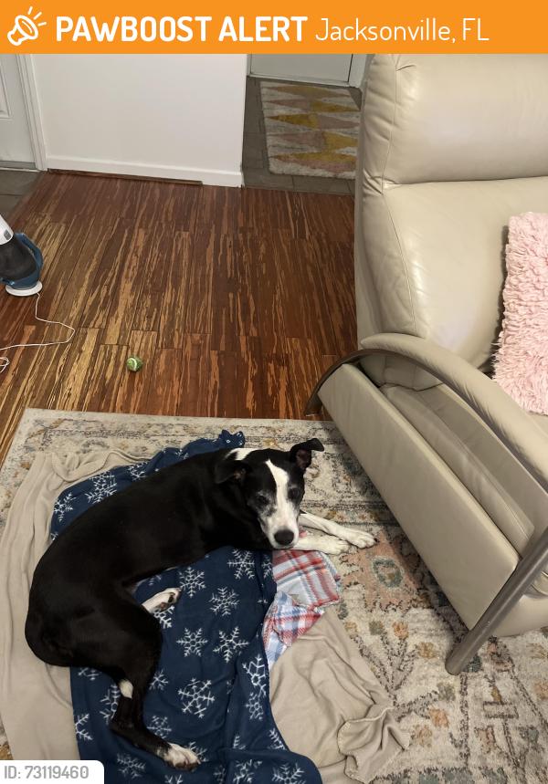 Found/Stray Female Dog last seen Close to the elementary school Baisden st., Jacksonville, FL 32218
