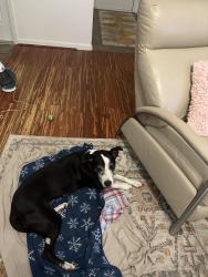 Found/Stray Female Dog last seen Close to the elementary school Baisden st., Jacksonville, FL 32218