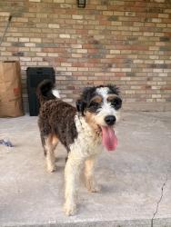 Reunited Male Dog last seen Buckner Terrace, Dallas, TX 75227