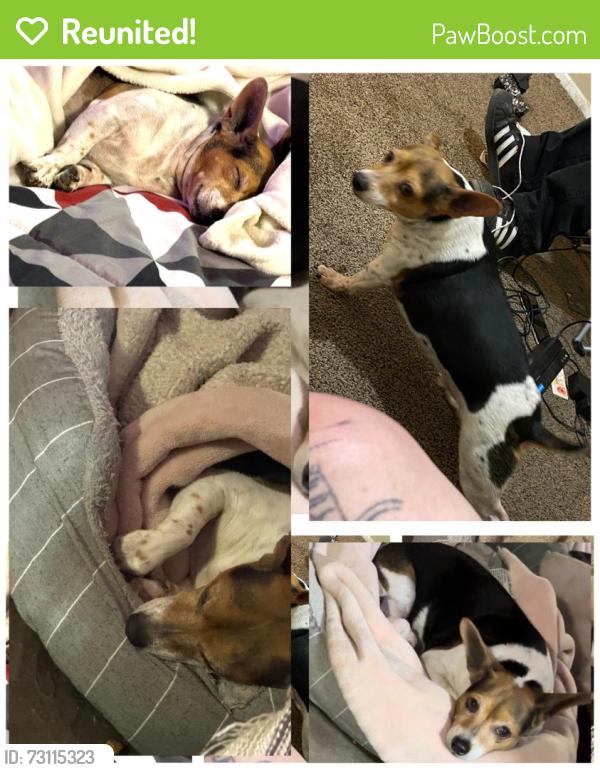 Reunited Male Dog last seen San Mateo & Kathryn area Albuquerque NM, Albuquerque, NM 87108
