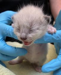 Shelter Stray Female Cat last seen SE 165th ave and SE stark, OR, 1700 W Historic Columbia River Hwy, Troutdale, OR 97060, USA