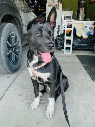 Found/Stray Male Dog last seen Cochie Canyon, Marana, AZ 85658
