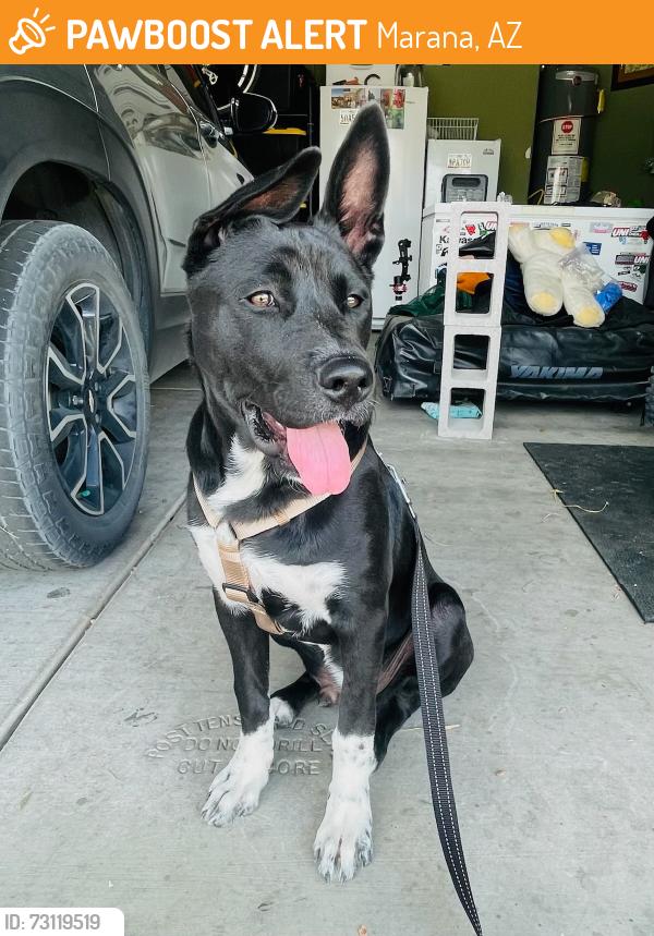 Found/Stray Male Dog last seen Cochie Canyon, Marana, AZ 85658
