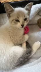 Lost Female Cat last seen W hamlin Rd and S livernois Rd, Rochester Hills, MI 48307