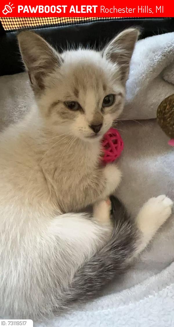 Lost Female Cat last seen W hamlin Rd and S livernois Rd, Rochester Hills, MI 48307