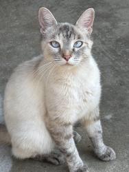 Reunited Unknown Cat last seen Sheridan/Hill Rd., Durand, MI 48429