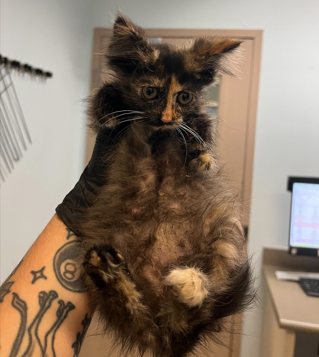 Shelter Stray Female Cat last seen Island Ave, San Diego, CA, 92102, 5500 Gaines St, San Diego, CA 92110, USA