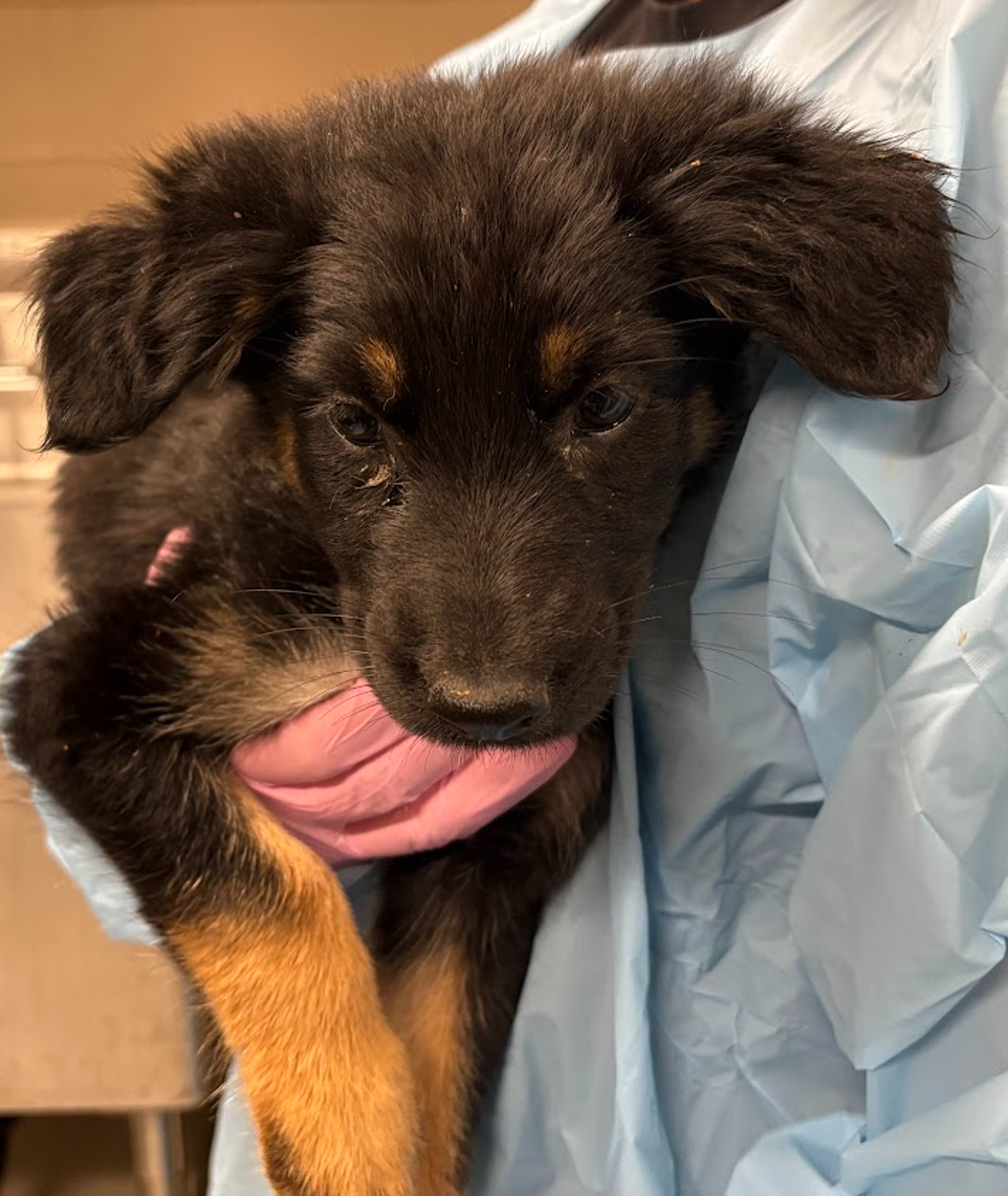 Shelter Stray Female Dog last seen Near Broadway, El Cajon, CA, 92021, El Cajon, CA 92020, USA