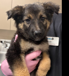 Shelter Stray Female Dog last seen Near Broadway, El Cajon, CA, 92021, El Cajon, CA 92020, USA