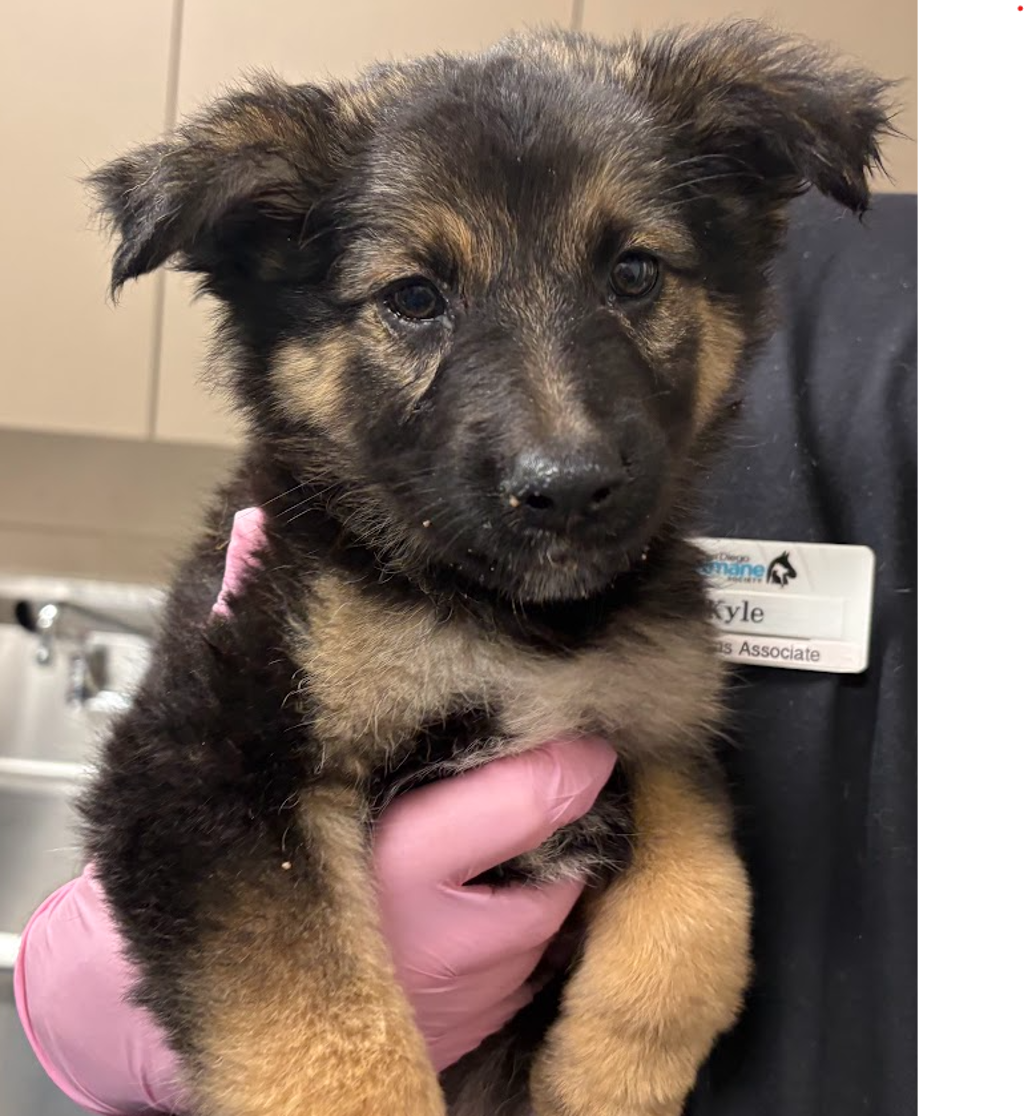 Shelter Stray Female Dog last seen Near Broadway, El Cajon, CA, 92021, El Cajon, CA 92020, USA