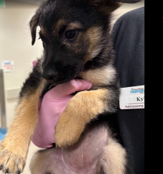 Shelter Stray Female Dog last seen Near Broadway, El Cajon, CA, 92021, El Cajon, CA 92020, USA