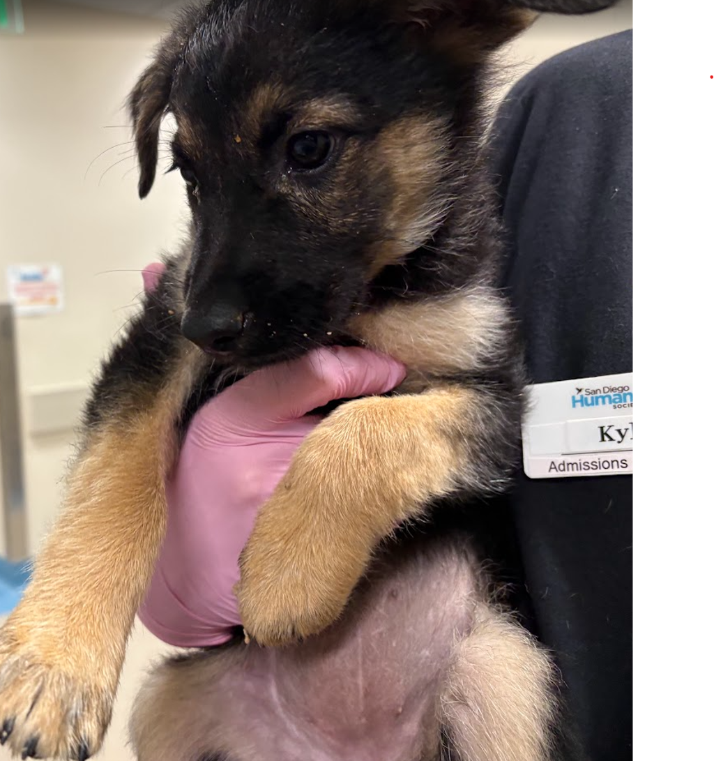 Shelter Stray Female Dog last seen Near Broadway, El Cajon, CA, 92021, El Cajon, CA 92020, USA