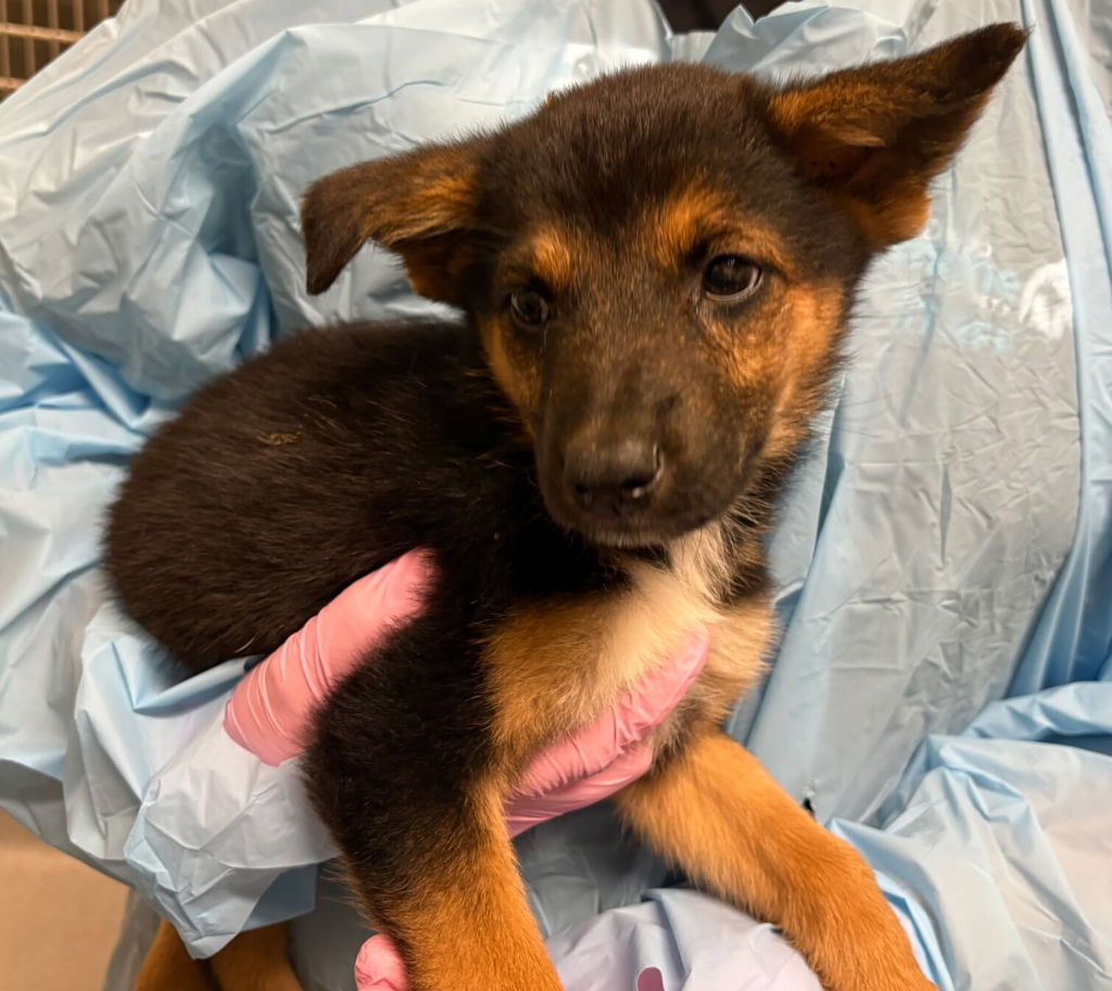Shelter Stray Female Dog last seen Near Broadway, El Cajon, CA, 92021, El Cajon, CA 92020, USA