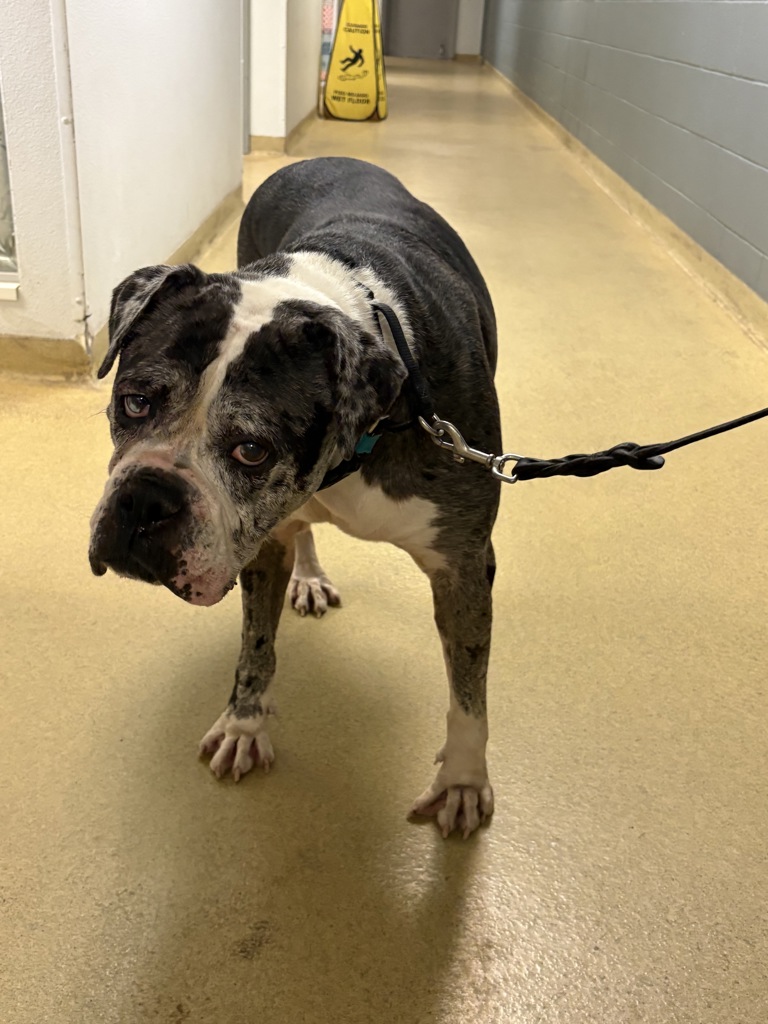 Shelter Stray Female Dog last seen Near S Escondido Boulevard, Escondido, CA, 92025, Escondido, CA 92027, USA