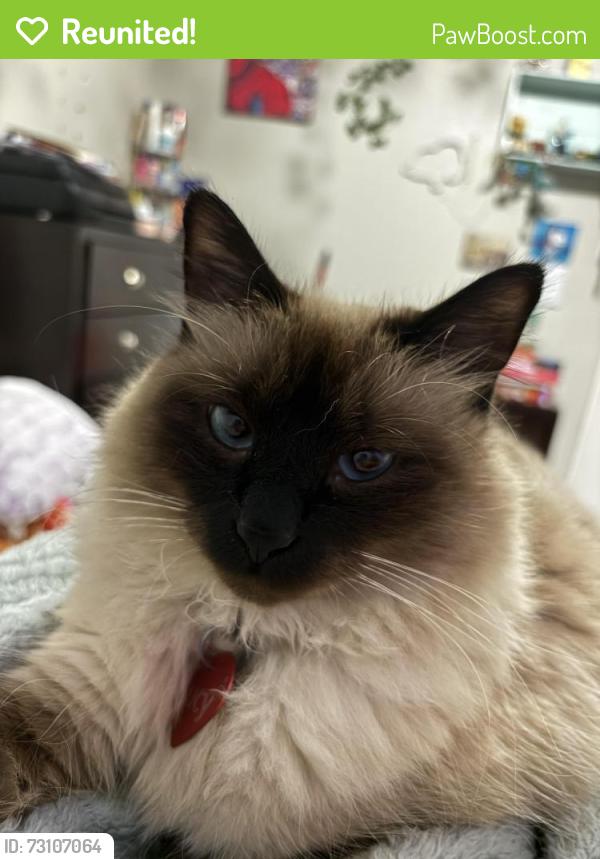 Reunited Female Cat last seen Chesterbrook dr, Ravensworth dr, Houston, TX 77031