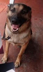 Reunited Male Dog last seen Near w 51 st Hialeah fl 33012, Hialeah, FL 33012