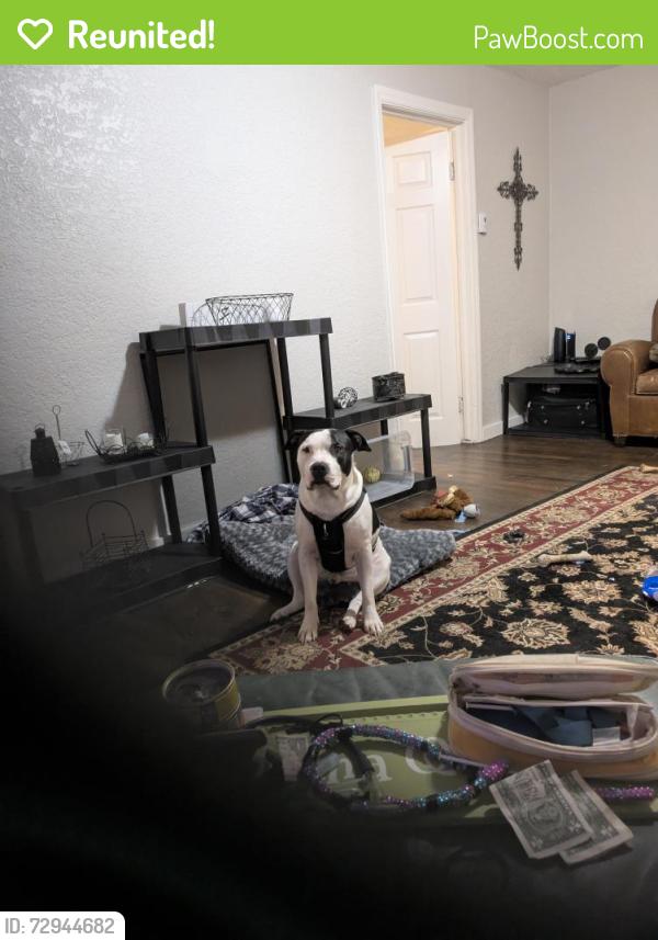 Reunited Male Dog last seen 51st gibbs, Shawnee, KS 66203