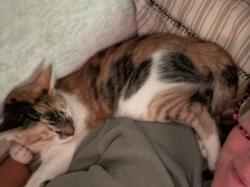 Lost Female Cat last seen 82nd & Indianola Ave, Scottsdale, AZ 85251