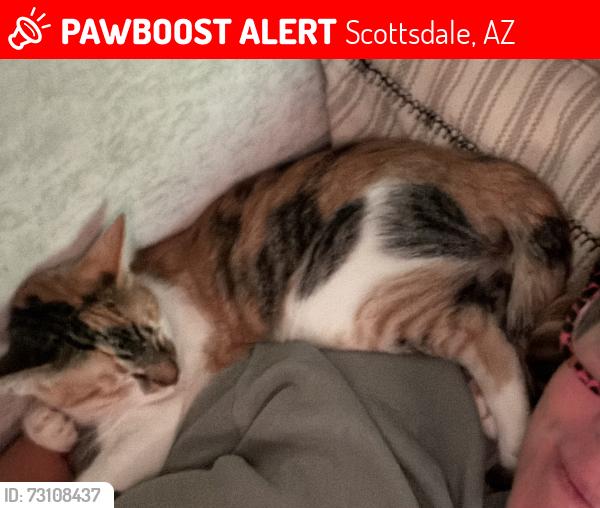 Lost Female Cat last seen 82nd & Indianola Ave, Scottsdale, AZ 85251