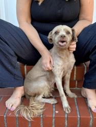 Reunited Unknown Dog last seen Meadow Lane, Walnut Creek, CA 94595