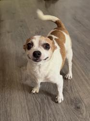Found/Stray Male Dog last seen Thornydale and Overton, Pima County, AZ 85742