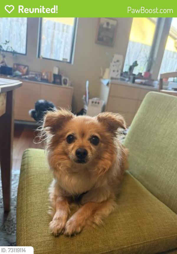 Reunited Female Dog last seen Sioux Ave and Villa Bella in Bay Park San Diego, San Diego, CA 92117