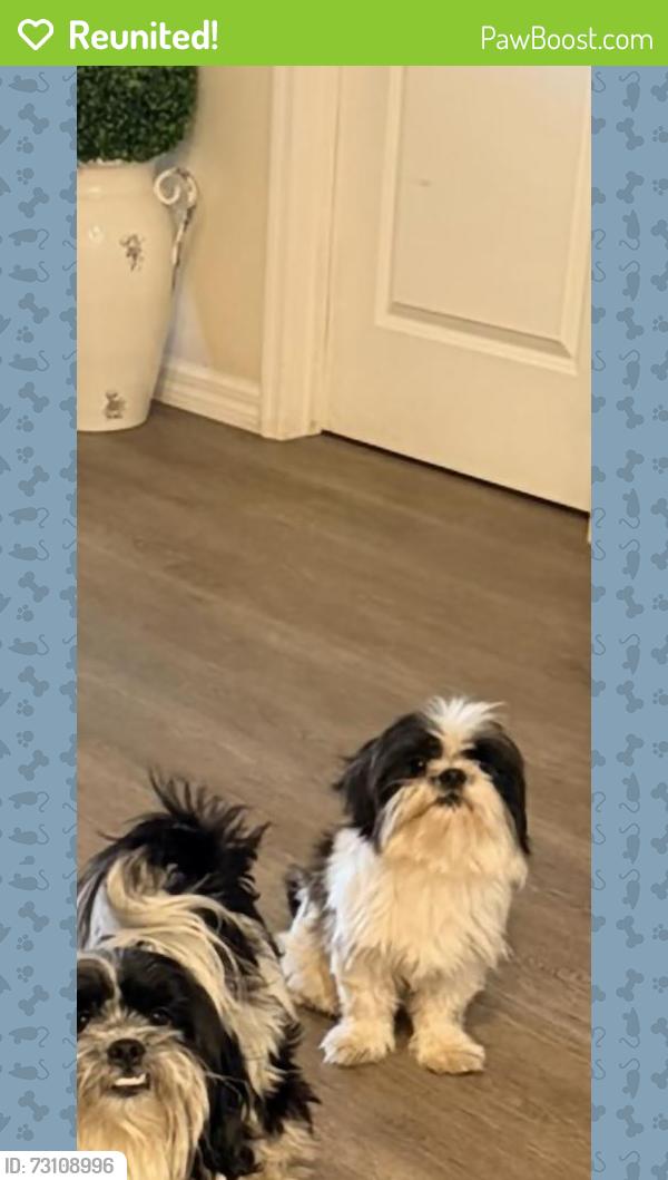 Reunited Male Dog last seen Umatilla rd. And 450, Umatilla, FL 32784