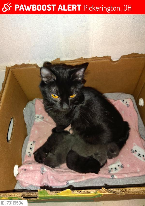 Lost Female Cat last seen Over in old Pickerington behind police station, Pickerington, OH 43147